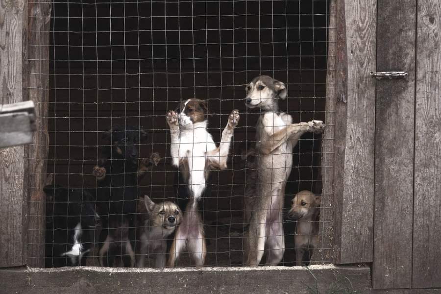 Региональные власти отлов безнадзорных животных должны организовать так, чтобы четвероногие не пострадали при этой процедуре (Фотография: pixabay.com)